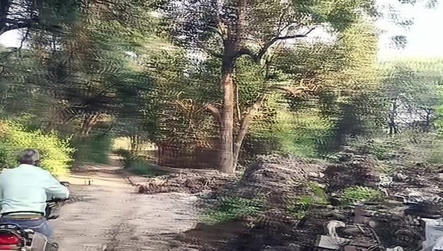 सिंहस्थ कुंभमेळा; साधूग्रामसाठी अनेक वृक्षांवर चालणार कुऱ्हाड, 1670 वृक्षांवर मारली फुली, वृक्षप्रेमी आक्रमक