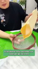 El remedio casero para conseguir que tus plantas sobrevivan si se están muriendo: "Leche y agua"