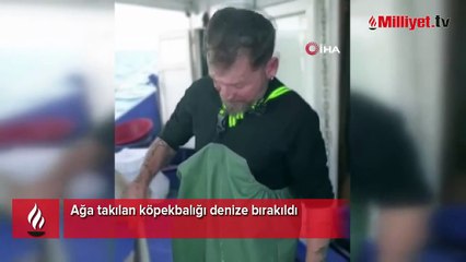 Ağa takılan köpekbalığı denize bırakıldı