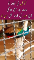 KOYAL Ki To Suni Hogi AAJ MOR Ki AWAZ Bhi Sunli😊