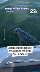 Un phoque échappe aux orques en se refugiant sur un bateau