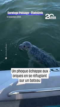 Un phoque échappe aux orques en se refugiant sur un bateau