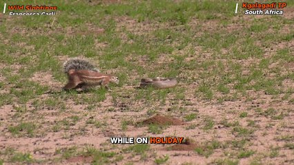 Brave Squirrel Mum Fights Snake to Defend Babies