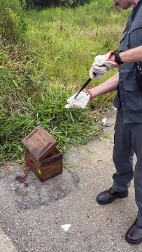Cobra é encontrada visitando jardim de casa em cidade da Grande Florianópolis