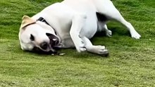 Adorable Dog Crawling Like a Baby on Mountain Grass — Cutest Thing You’ll See Today!