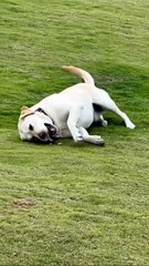 Adorable Dog Crawling Like a Baby on Mountain Grass — Cutest Thing You’ll See Today!