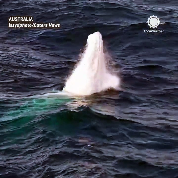 Le Manifest - Une baleine à bosse albinos, phénomène exceptionnel, a été observée au large de l’Australie. Selon les chercheurs, seuls un spécimen sur 40 000 présente cette particularité génétique.