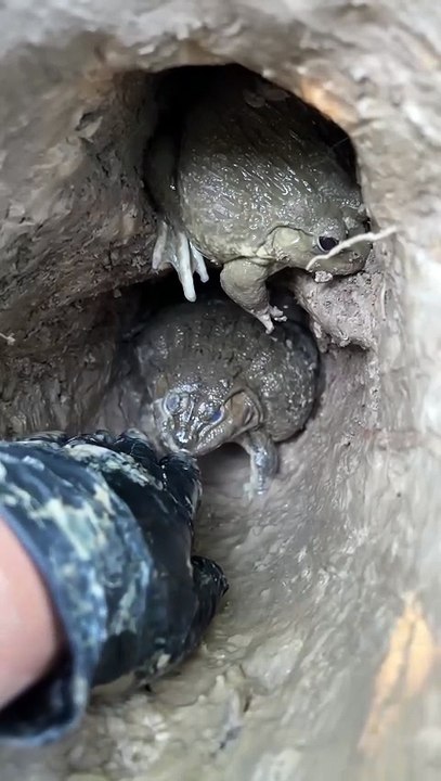 น่ารัก #frog