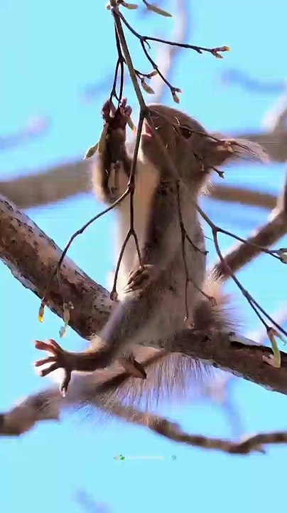 Squirrel 🐿️🐿️🐦 eating