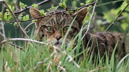 Wildcats such as these filmed by Tom Mason could be reintroduced to Exmoor.