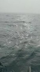 Man Hooks Fish and Shark Instantly Grabs and Eat It