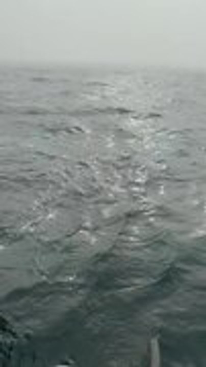 Man Hooks Fish and Shark Instantly Grabs and Eat It