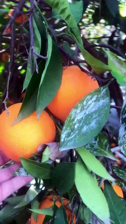 Orange season is coming