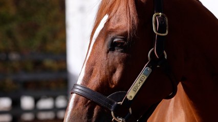 Locked: Gainesway’s New Son of Gun Runner