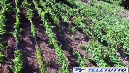 Video News - Negli agriturismi esperienze anche fuori stagione