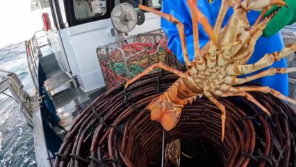 Fears over contaminated fish prompt closures of Tasmania’s rock lobster fisheries