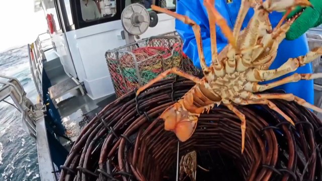 Fears over contaminated fish prompt closures of Tasmania’s rock lobster fisheries
