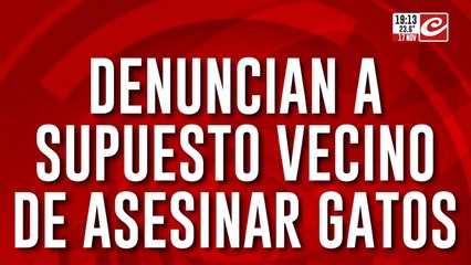 Justicia por Onix: acusan a un vecino de matar gatos