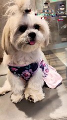 🔴 PICKLES CUTIE TAMBAY #shihtzu