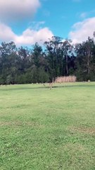 Kangaroo diaries only in Australia 🇦🇺