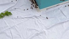 Bees swarm in Launceston Mall