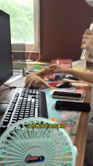 😮 Having This Cat Is Pure Chaos | Orange Cat Moments 🐱🔥