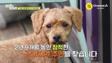 [예고] 2년 9개월 동안 잠적한 강아지의 주인을 찾습니다! 홀로 남겨진 강아지는 주인을 다시 만날 수 있을까?