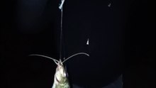 Se puso buena la pesca de bagres en la noche 🎣👌
