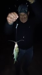 Se puso buena la pesca de bagres en la noche 🎣👌