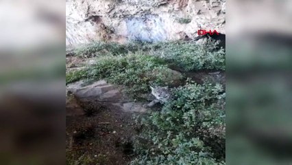 Van'da nesli tehlike altında olan vaşak görüntülendi