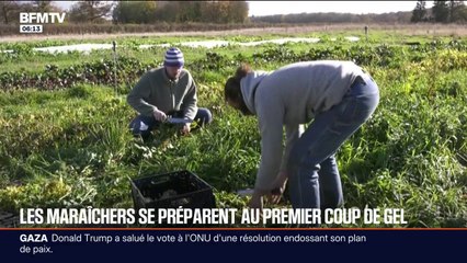 "On doit anticiper bien plus tôt la météo": les maraîchers en première ligne face à la vague de froid et au gel