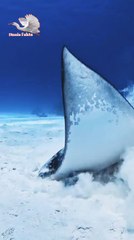 "Interesting facts about eagle rays"