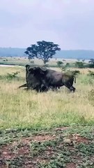 A cloud of dust rises as two mighty buffaloes lock horns — muscles tense, power colliding, eyes blazing in raw wilderness fury. 📸 Imagine being right there, camera in hand, capturing the split-second when strength meets survival.
