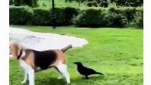 Funny dog and crow