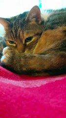 Good Morning! Another Cold Day So A Sofa Is What Cats Love The Most :) #cat #funnycats