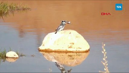 Bugüne kadar hiç kayıt altına alınmayan 'Alaca Yalıçapkını' ilk kez görüntülendi