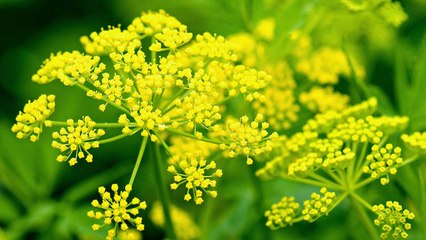 10 Companion Plants That Love To Grow With Dill