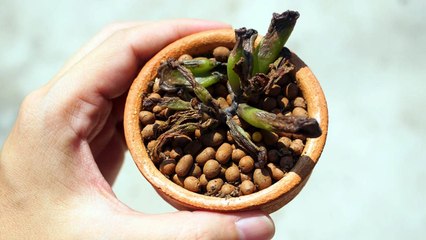 9 Mistakes That Will Accidentally Kill Your Jade Plants