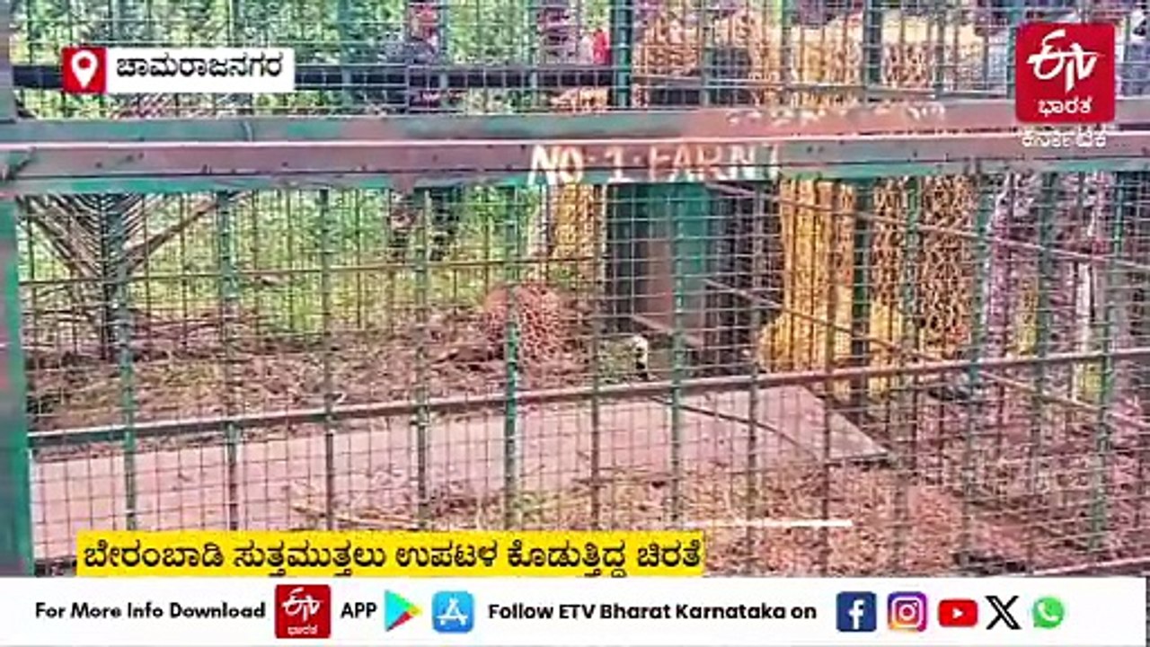 ಚಾಮರಾಜನಗರ: ಅಂತೂ ಇಂತೂ ಚಿರತೆ ಬೋನಿಗೆ ಬಿತ್ತು