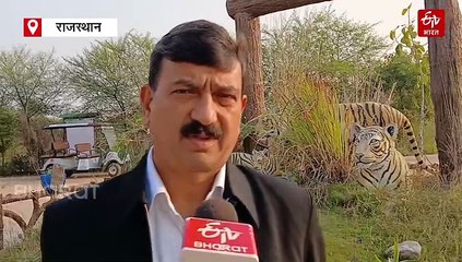 अब शेर, भालू, टाइगर व पैंथर को भी कर सकते हैं Adopt, कोटा में लागू हुई स्कीम