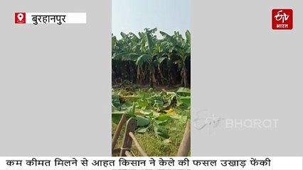 बुरहानपुर के केला उत्पादक किसान संकट में, खेत में लगी फसल उखाड़ी, MSP की मांग