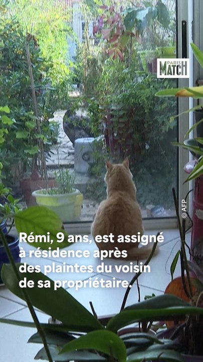 La tragique histoire du chat Rémi condamné à rester chez lui