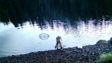 Este podría ser el primer caso documentado del uso de una herramienta por un lobo salvaje.