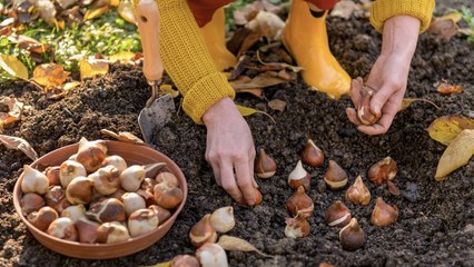 The Shady Secrets Behind “Guaranteed to Bloom” Bulbs