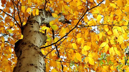 These 10 Trees Erupt In Golden Leaves Every Fall