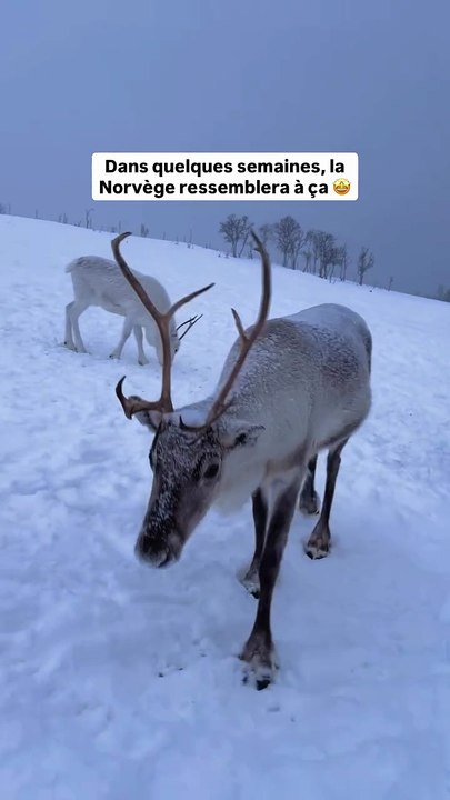 Bientôt, la neige recouvrira Tromsø et les paysages du nord de la Norvège reprendront leur magie d’hiver