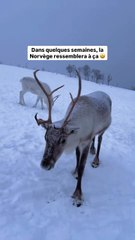 Bientôt, la neige recouvrira Tromsø et les paysages du nord de la Norvège reprendront leur magie d’hiver