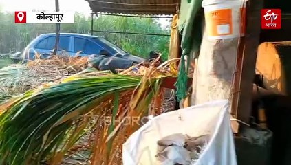 दुग्धव्यवसायातून वर्षाकाठी दीड कोटींचं उत्पन्न; ऋण व्यक्त करण्यासाठी टेरेसवर उभारली गोमातेची भव्य प्रतिकृती