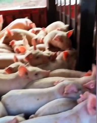 La plus grande ferme verticale au monde.