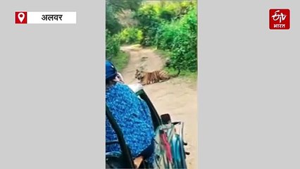 सरिस्का के जिप्सी ट्रैक पर बाघ ने डाला डेरा, बाघिन के आते ही हटा, पर्यटकों ने कैमरे में कैद किया रोमांचक दृश्य